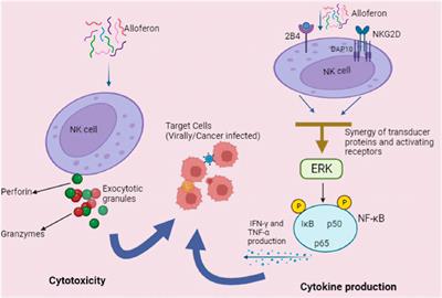 Study of alloferon, a novel immunomodulatory antimicrobial peptide (AMP), and its analogues